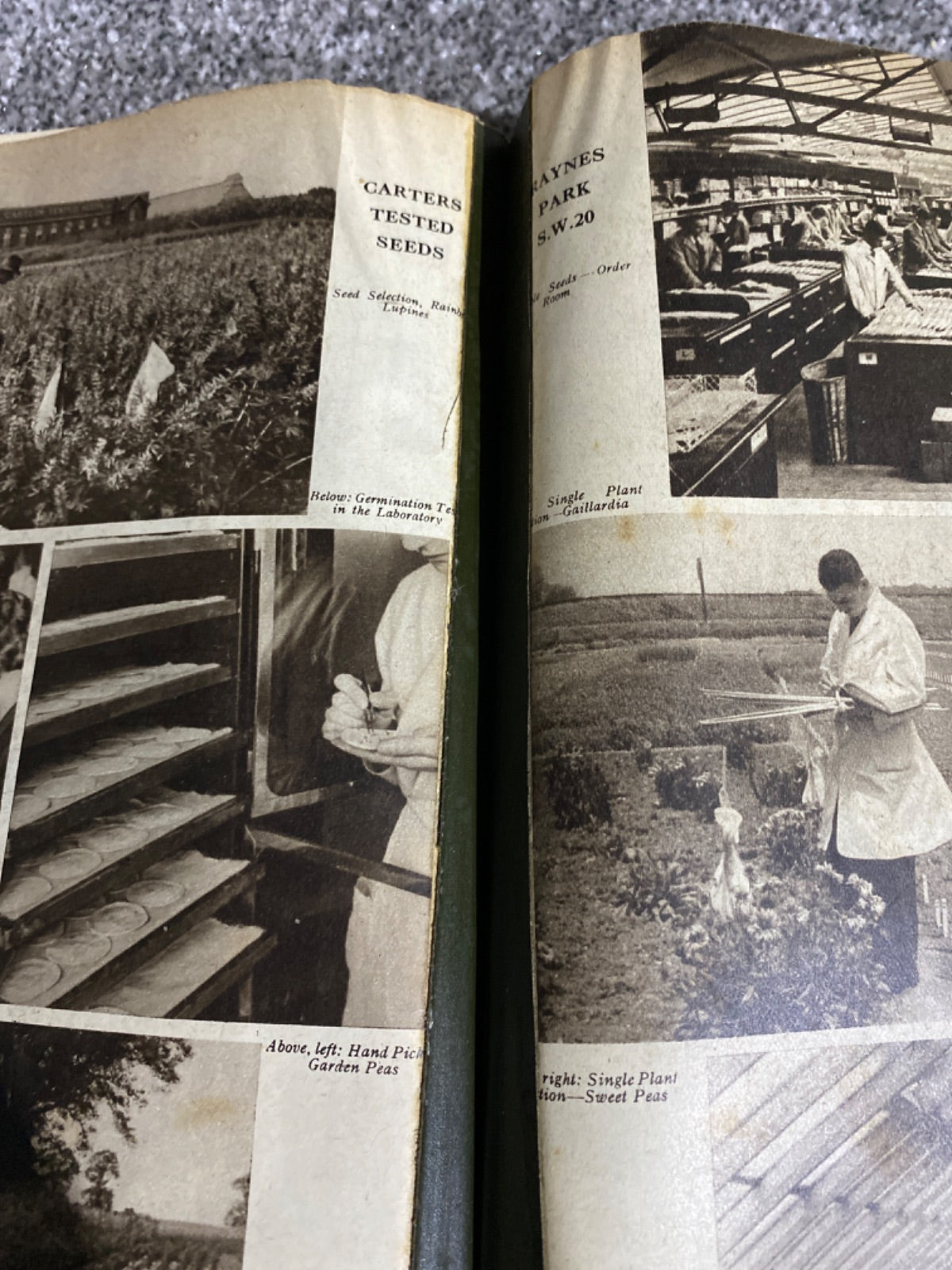 The Blue Book of Gardening