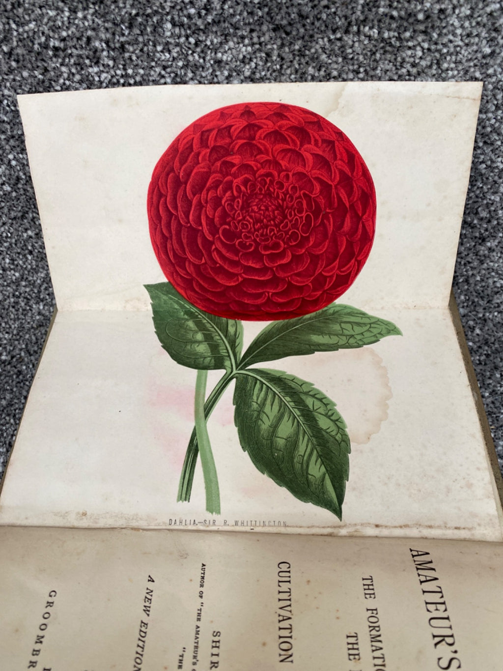 The Amateur's Flower Garden - Shirley Hibberd