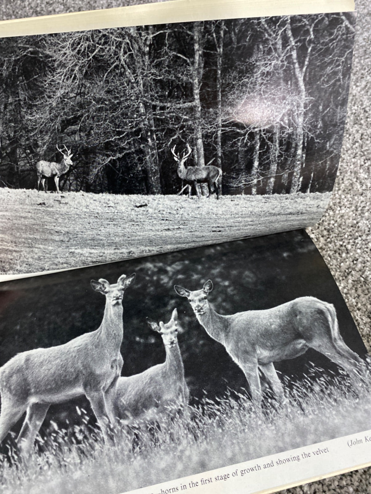 The Wild Red Deer of Exmoor - E. R. Lloyd