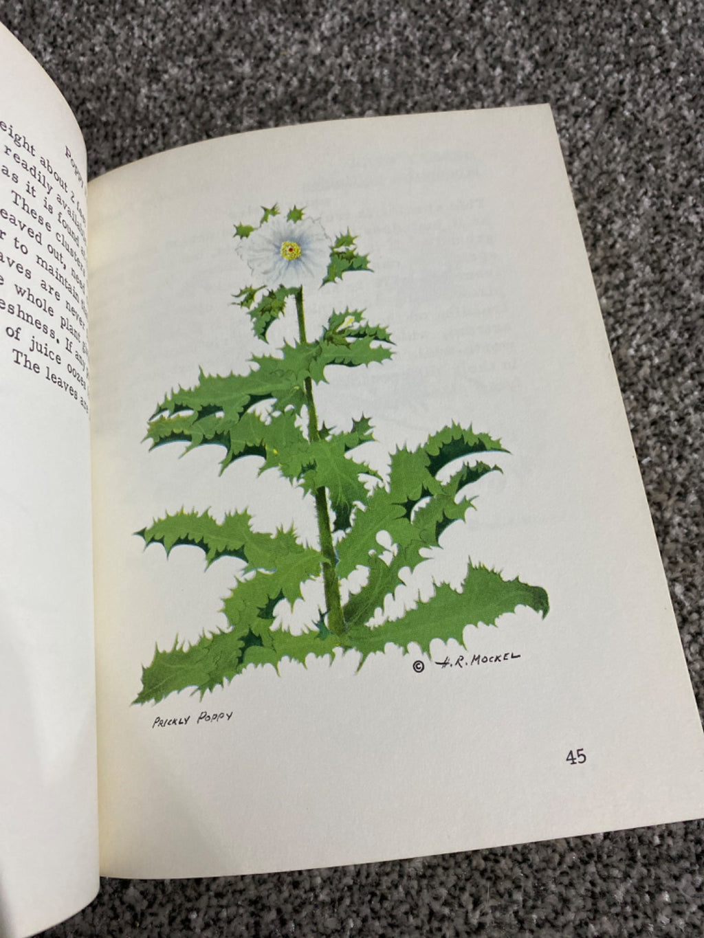 Mockel's desert flower notebook - Henry R. Mockel and Beverly Mockel