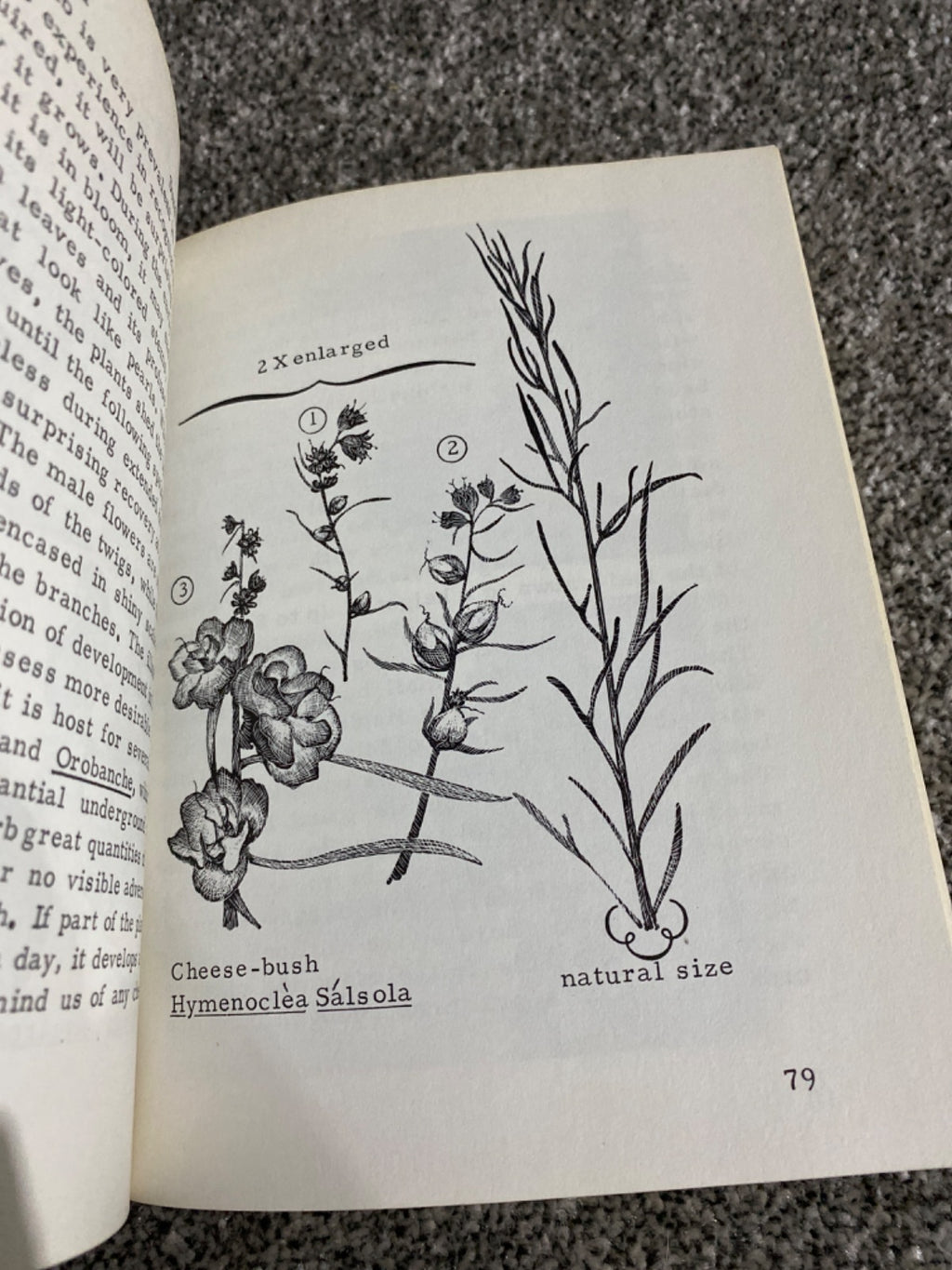 Mockel's desert flower notebook - Henry R. Mockel and Beverly Mockel