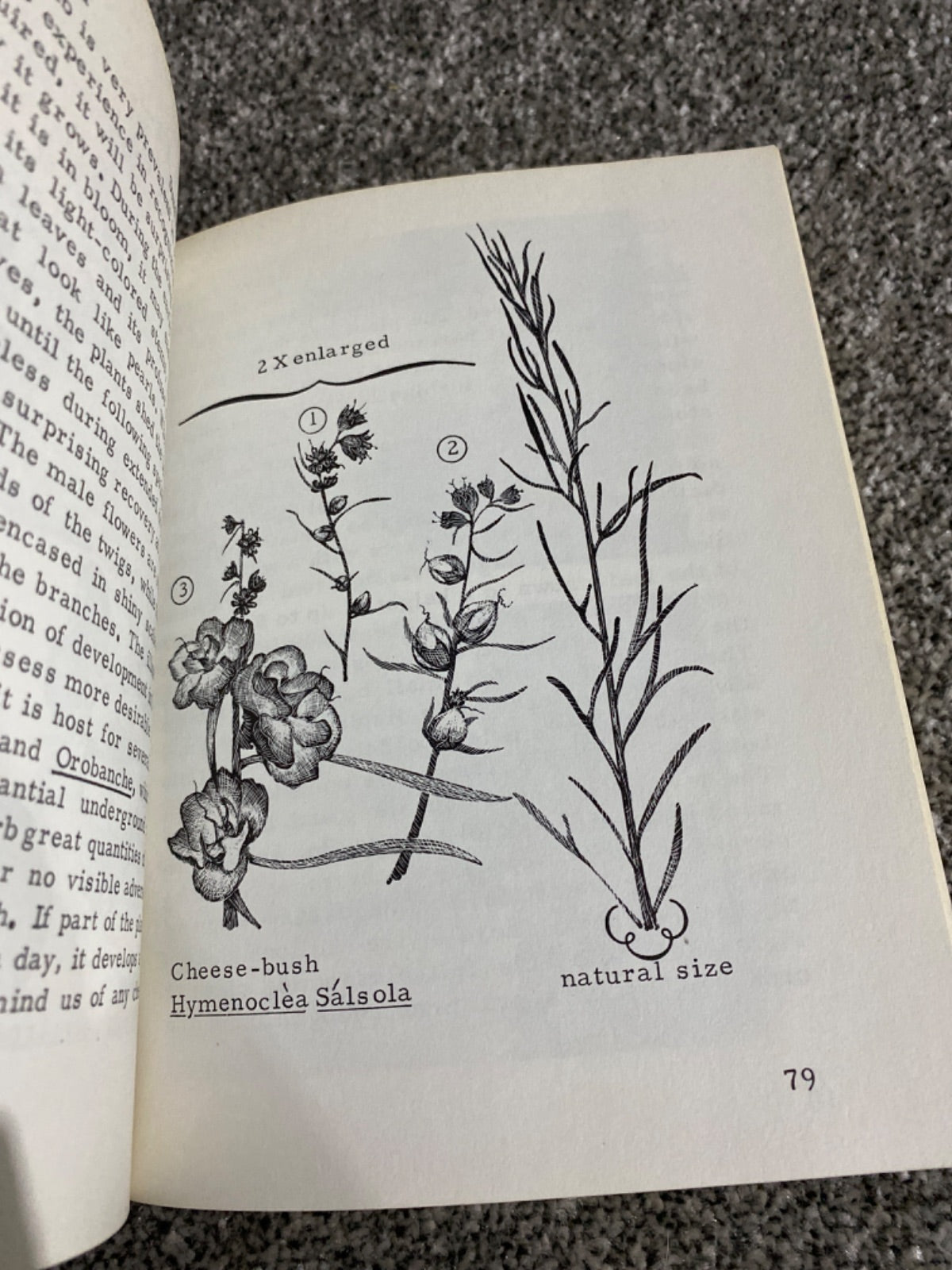 Mockel's desert flower notebook - Henry R. Mockel and Beverly Mockel