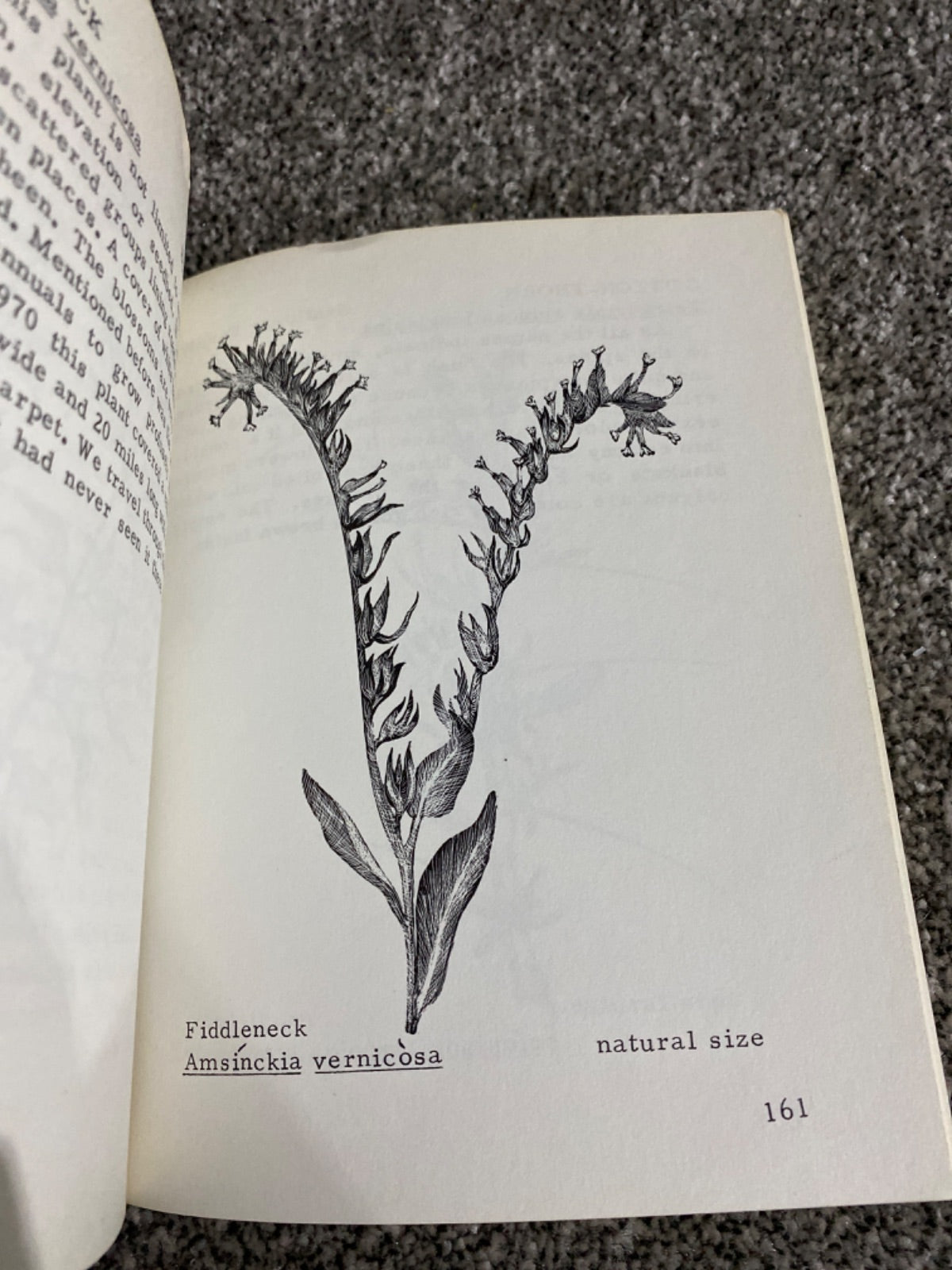 Mockel's desert flower notebook - Henry R. Mockel and Beverly Mockel