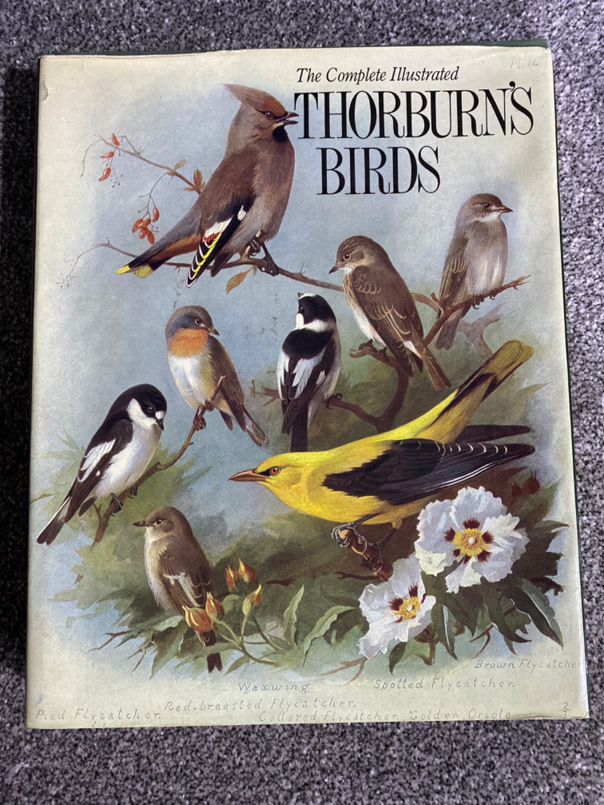 Thorburn's Birds - ARCHIBALD THORBURN