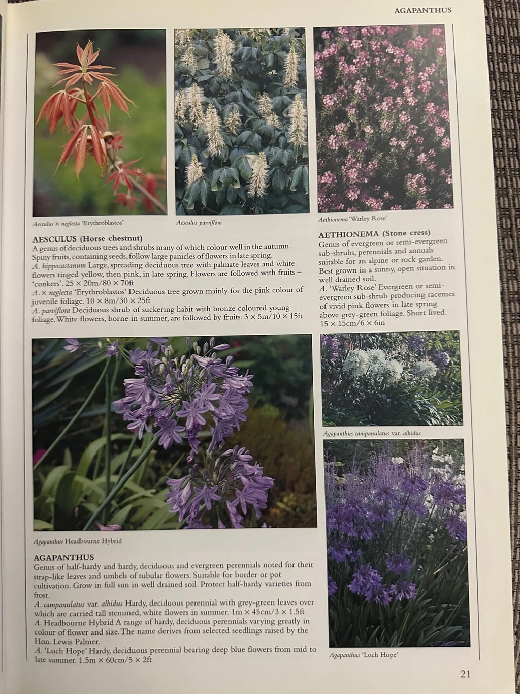 Encyclopedia of Garden Plants & Flowers - Lance Hattatt