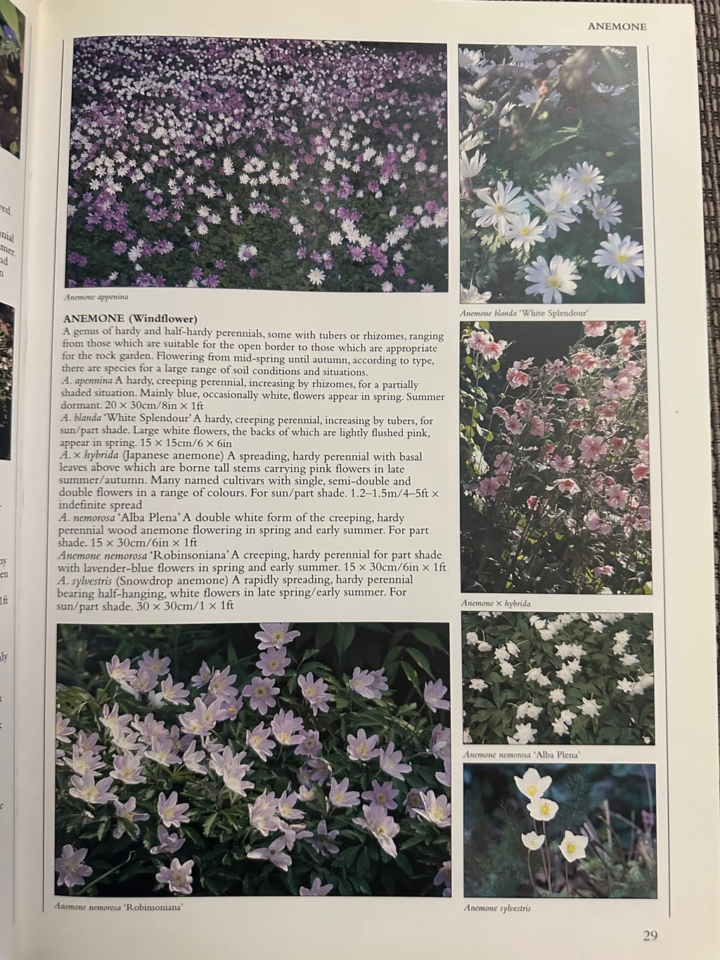 Encyclopedia of Garden Plants & Flowers - Lance Hattatt