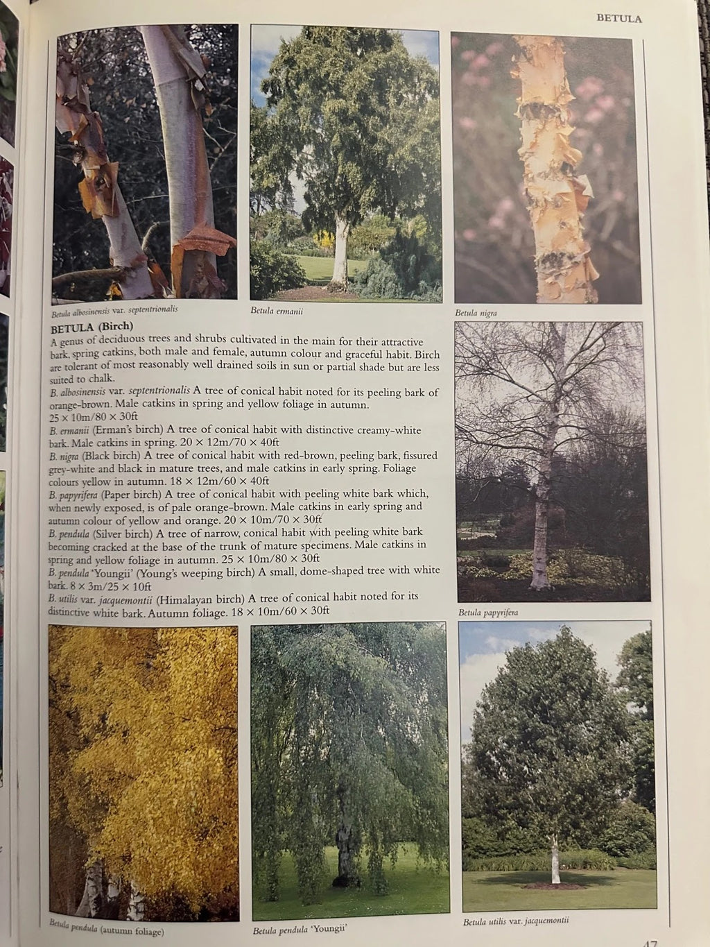 Encyclopedia of Garden Plants & Flowers - Lance Hattatt