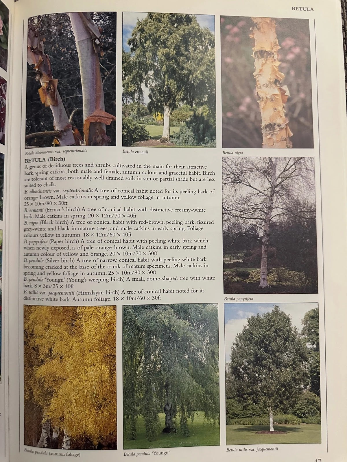 Encyclopedia of Garden Plants & Flowers - Lance Hattatt