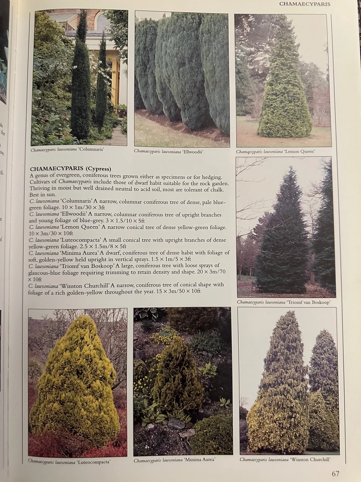 Encyclopedia of Garden Plants & Flowers - Lance Hattatt