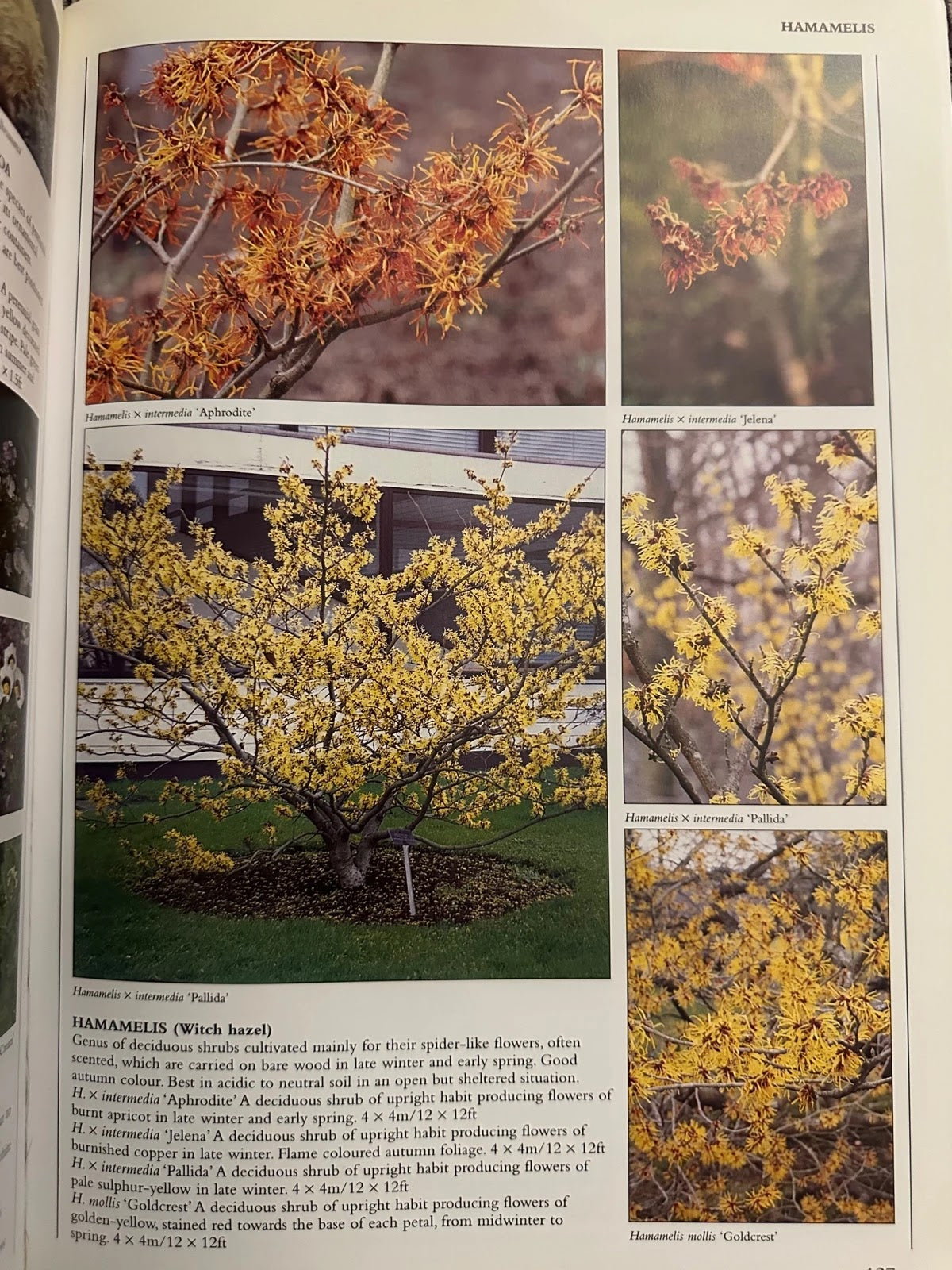 Encyclopedia of Garden Plants & Flowers - Lance Hattatt