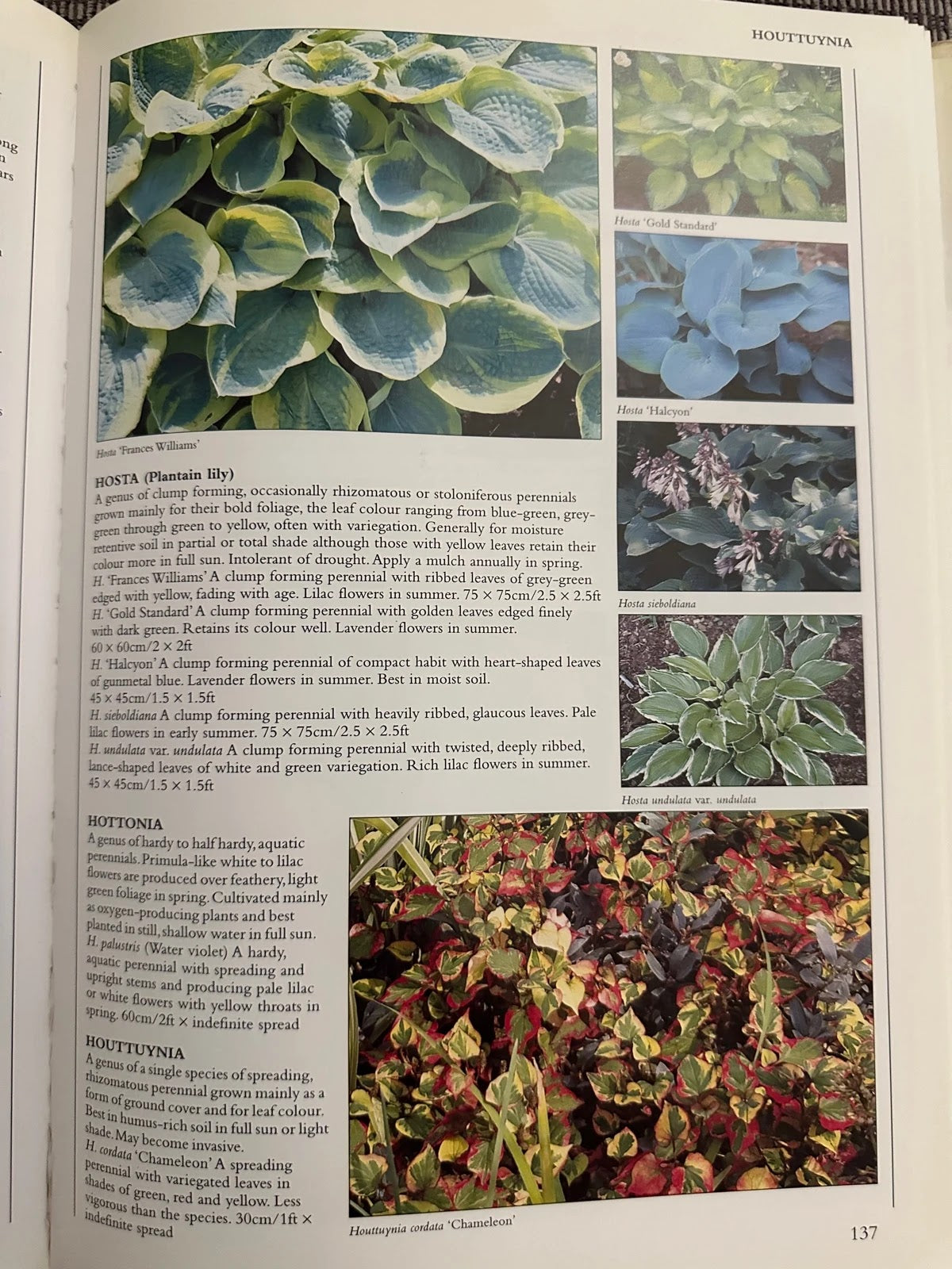 Encyclopedia of Garden Plants & Flowers - Lance Hattatt