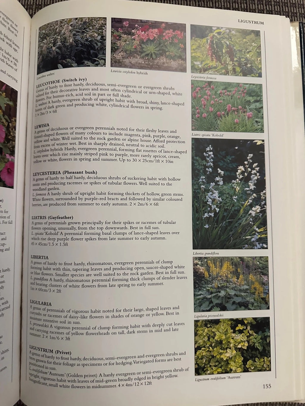Encyclopedia of Garden Plants & Flowers - Lance Hattatt