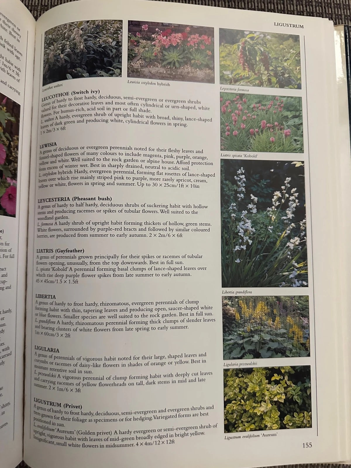 Encyclopedia of Garden Plants & Flowers - Lance Hattatt