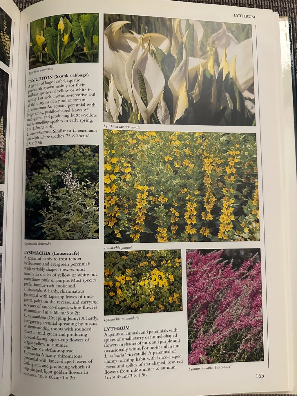 Encyclopedia of Garden Plants & Flowers - Lance Hattatt